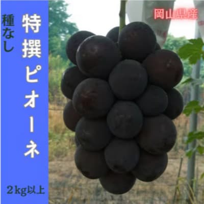 【2026年先行予約】岡山のぶどう(ピオーネ)2kg(4～5房)