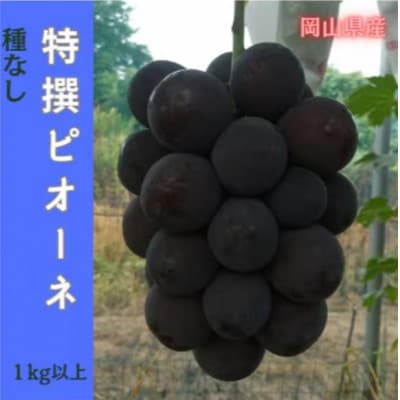 【2026年先行予約】岡山のぶどう(ピオーネ)1kg以上(2房)