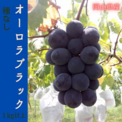 【2026年先行予約】岡山のぶどう(オーロラブラック)1kg(2房)