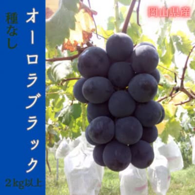 【2026年先行予約】岡山のぶどう(オーロラブラック)2kg(4～5房)