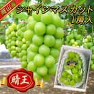 【2025年8月下旬以降順次発送】岡山名産【晴王】シャインマスカット1房約650g秀品!