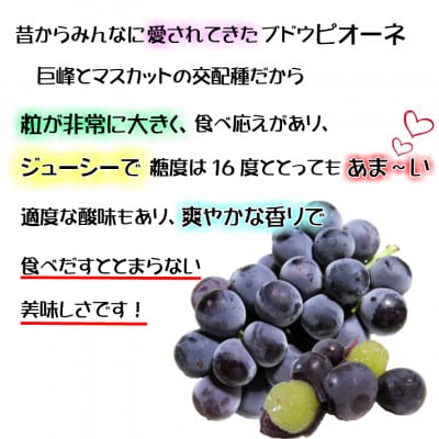 糖度抜群ぶどう【秀品】岡山産!種なしピオーネ2kg以上(3～4房)　ギフトにも