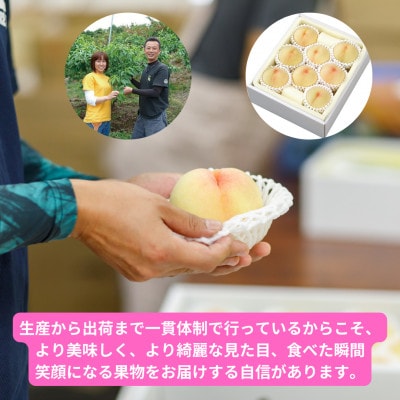 岡山県産清水白桃　8玉・約2.0kg