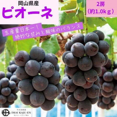 【2026年発送】岡山県産ピオーネ　約1kg(約500g×2房)