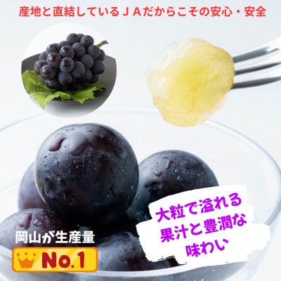 ご家庭用 ニューピオーネ 約2.0kg(3～5房)