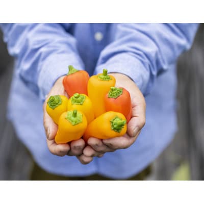 季節のおまかせ野菜セット