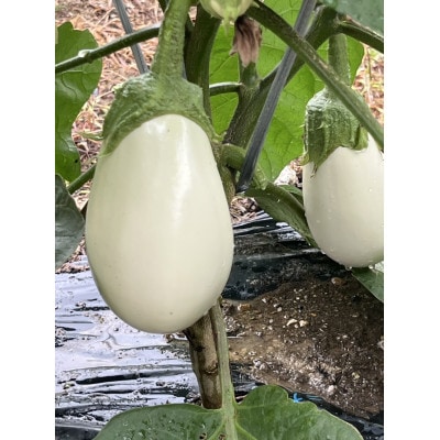 季節のおまかせ野菜セット