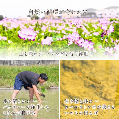 2025年新米【コシヒカリ 玄米5kg】|-comeback未来ce-