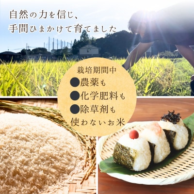 2025年新米【コシヒカリ 白米10kg】|-comeback未来ce-