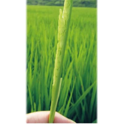 「にじのきらめき」(岡山県津山市加茂町産)　精米　5kg