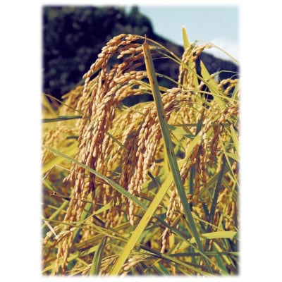 「にじのきらめき」(岡山県津山市加茂町産)　精米　5kg