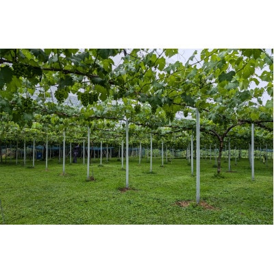 【先行受付】岡山県産朝採りニューピオーネ　2房入(約1kg)