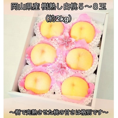 岡山県産  樹熟し白桃 5-8玉(約2kg)