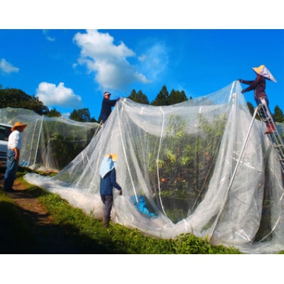 岡山県産  樹熟し白桃 5-8玉(約2kg)