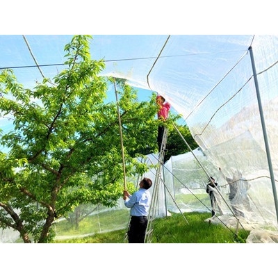 岡山県産  樹熟し白桃 5-8玉(約2kg)