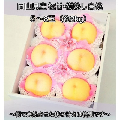 岡山県産 極甘・樹熟し白桃 5-8玉(約2kg) | 岡山県津山市 | ふるさと