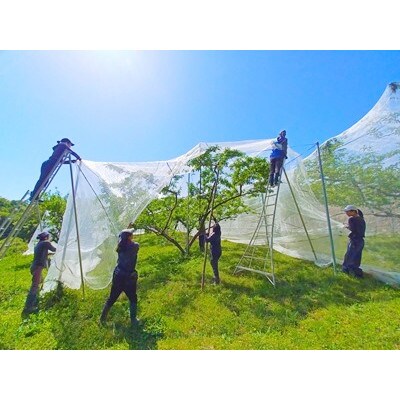 岡山県産  極甘・樹熟し白桃 5-8玉(約2kg)