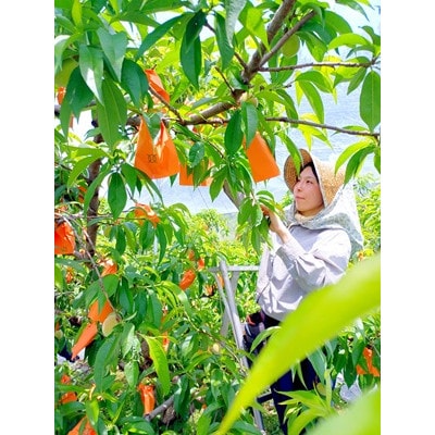 岡山県産 極甘・樹熟し白桃 5-8玉(約2kg) | 岡山県津山市 | ふるさと