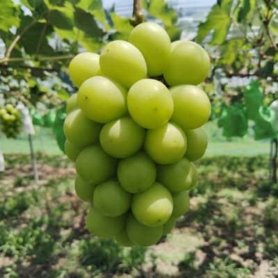 先行予約　岡山産　完熟シャインマスカット　2房　1キロ以上