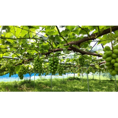 【さとふる限定】先行予約　岡山産　完熟シャインマスカット　2房　1キロ以上