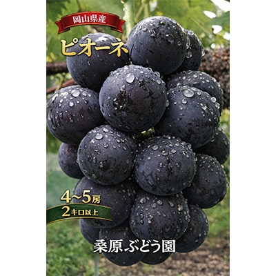 先行予約　岡山産　完熟ピオーネ　4～5房　2キロ以上