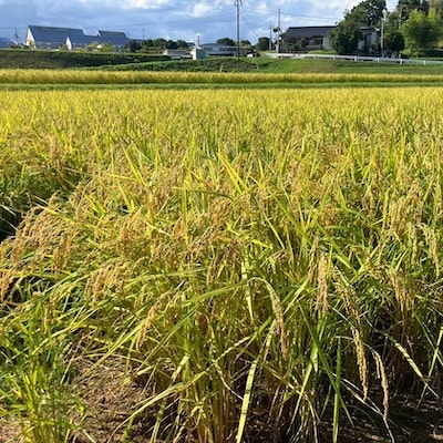 【先行受付】岡山県産『あきたこまち』　[5kg×1袋(5kg)]