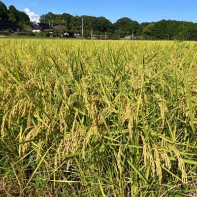 【2種食べ比べ】岡山県産あきたこまち×にじのきらめき　[5kg×2袋(10kg)]