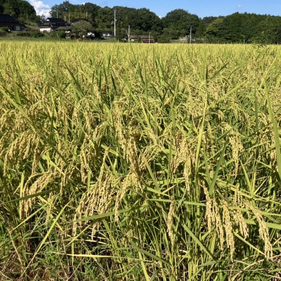 【先行受付】岡山県産『あきたこまち』[10kg×2袋(20kg)]