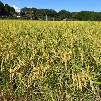 【先行受付】岡山県産『コシヒカリ』[10kg×2袋(20kg)]