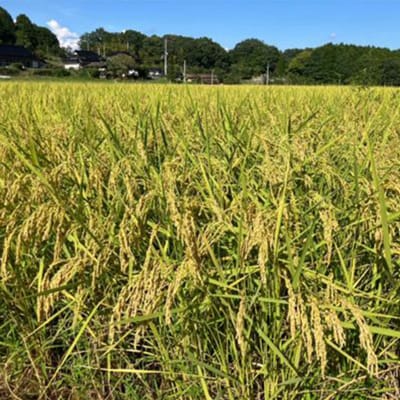 【先行受付】岡山県産『にじのきらめき』[10kg×1袋(10kg)]