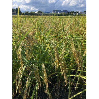 【先行受付】岡山県産『にじのきらめき』[10kg×2袋(20kg)]