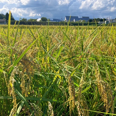 【先行受付】岡山県産『にじのきらめき』[10kg×2袋(20kg)]