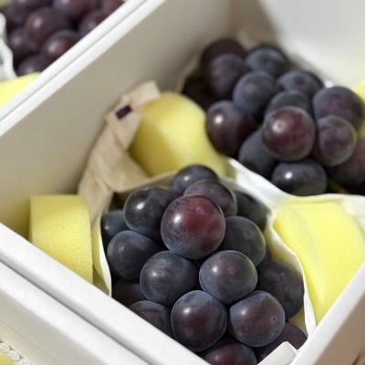 【先行受付|9月上旬頃より順次発送】岡山県産『オーロラブラック』　約1kg(2房)