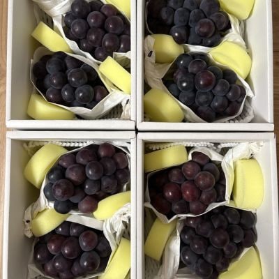 【先行受付|9月上旬頃より順次発送】岡山県産『オーロラブラック』　約1kg(2房)