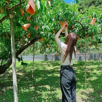 【先行受付|8月上旬頃より順次発送】岡山県ブランド『清水白桃』　約1kg(3~4玉)