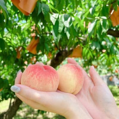 【品種おまかせ】岡山県産・白桃[白鳳・おかやま夢白桃・川中島白桃・白麗]約1kg(3～4玉)