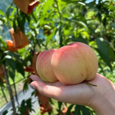 【品種おまかせ】岡山県産・白桃[白鳳・おかやま夢白桃・川中島白桃・白麗]約1kg(3～4玉)