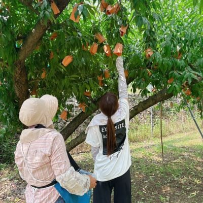 【品種おまかせ】岡山県産・白桃[白鳳・おかやま夢白桃・川中島白桃・白麗]約1kg(3～4玉)