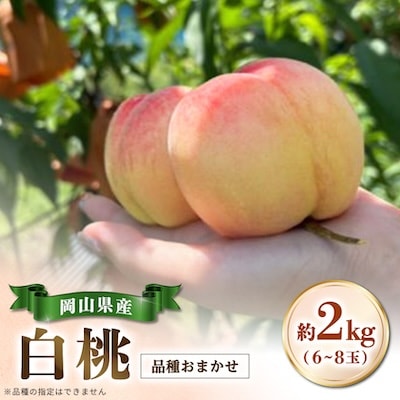 【品種おまかせ】岡山県産・白桃[白鳳・おかやま夢白桃・川中島白桃・白麗]約2kg(6~8玉)