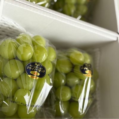 【先行受付|9月上旬頃より順次発送】岡山県産『シャインマスカット』　約1kg(2房)