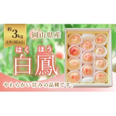 《2026年発送》岡山県産 白鳳 3kg 9～12玉