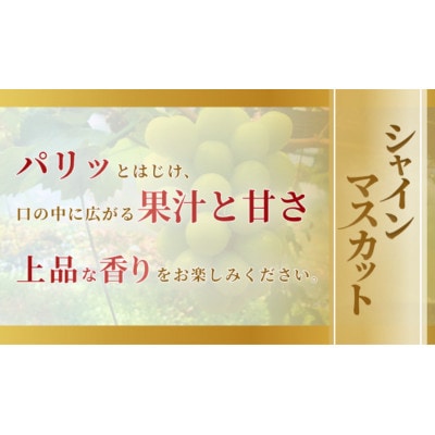 《2026年発送》岡山県産 シャインマスカット 1.3kg以上 2～3房
