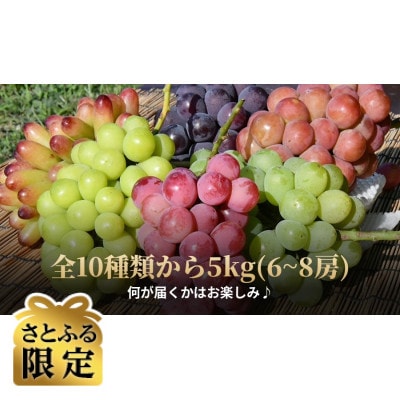 【さとふる限定】【5kg】10種から厳選!何が届くかお楽しみのぶどう食べ比べBOX