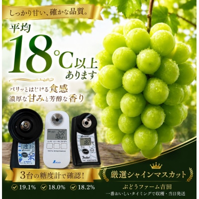 【お楽しみ福袋2026】シャインマスカット+その他の品種(計2-3種・400g×4)