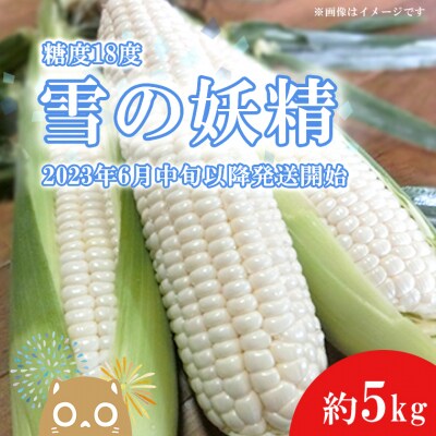 【先行受付】糖度18度前後!白いとうもろこし「雪の妖精」約5kg入り 1000セット限定 | ふるさと納税のお礼品