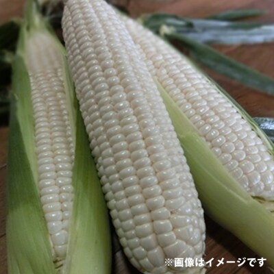 【先行受付】糖度18度前後!白いとうもろこし「雪の妖精」約5kg入り