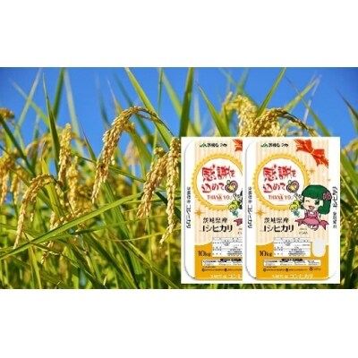【令和5年産】茨城県産こしひかり 20kg(10kg×2袋)白米 JA茨城むつみ