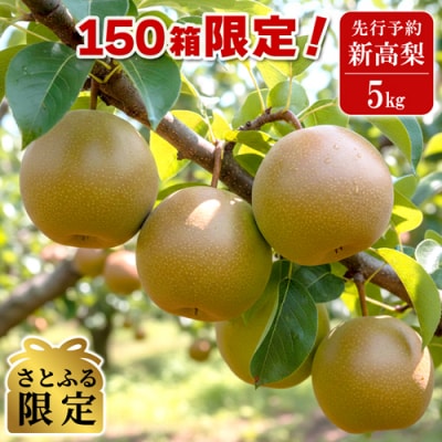 【さとふる限定】 2026年8月中旬～順次発送 境町産 新高梨 約5kg (限定150箱) 梨