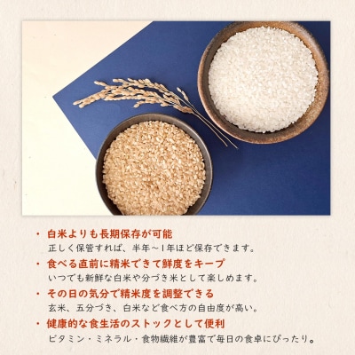 米 玄米 コシヒカリ 30kg 令和8年産 国産 茨城県 境町産 大容量 数量限定 こしひかり お米