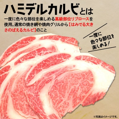 〈最短7日発送〉【常陸牛】ハミデルカルビ 500g (3～5枚) 〈茨城県共通返礼品〉